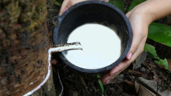 सरकार रबड़ की खेती को बढ़ावा दे रही है