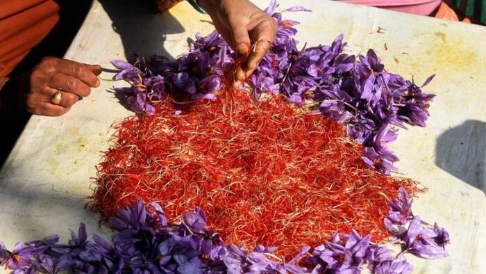 फूलों से केसर चुनते हुए किसान. फोटो क्रेडिट- इरशाद अहमद डार