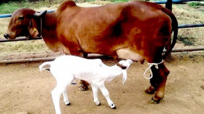 यूपी में सेक्स शॉर्टेड सीमेन की कीमत हुई कम