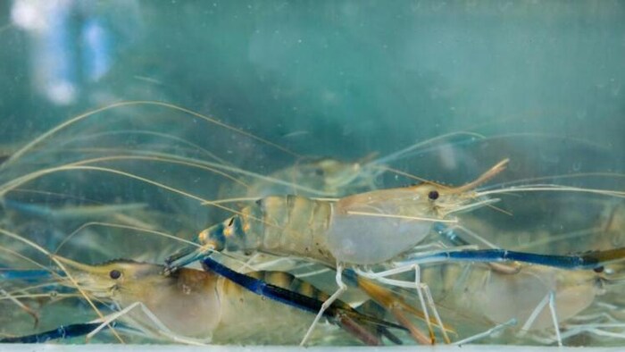 सऊदी अरब ने भारत से झींगा मछली के आयात पर प्रतिबंध लगाया