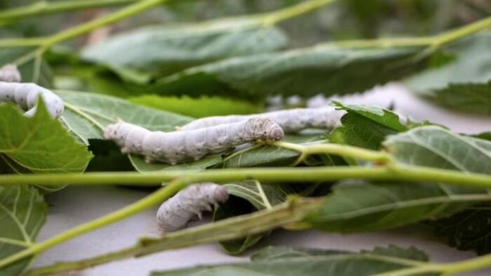 सात राज्य करते हैं 91 प्रतिशत रेशम का उत्पादन, फोटो साभार: freepik