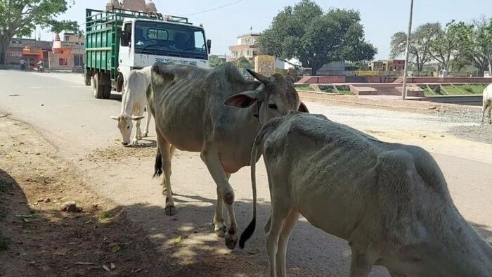 इटावा में गंभीर हुआ आवारा पशुओं का मुद्दा