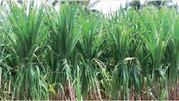 गन्ने की फसल में बढ़ा पायरिला कीट का प्रकोप