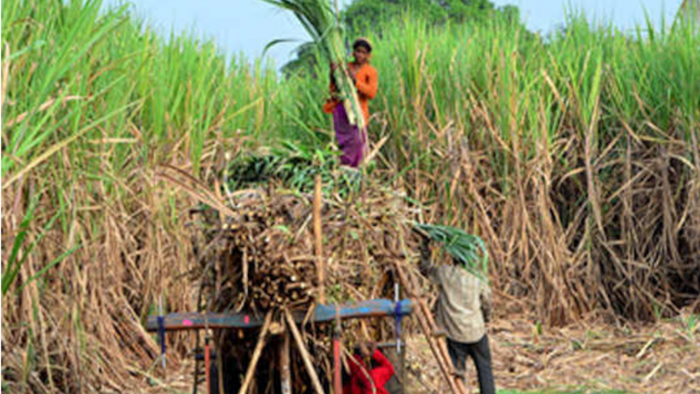 गन्ने की इन किस्मो को लगाकर कमाए ज्यादा मुनाफ़ा