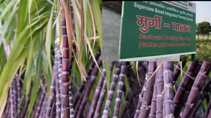 गन्ने के साथ इंटरप्राइजेज करके किसान की बढ़ेगी आय