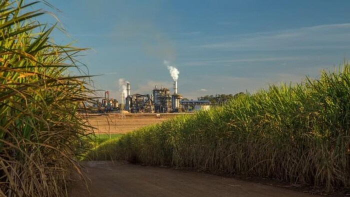 यूपी की चीनी मिलों में गन्ना पेराई से पहले होगा गन्ना किसानों की उपज का सर्वे, फोटो: किसान तक