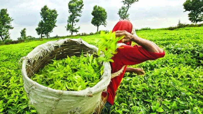 चाय बागान में कीटनाशक के छिड़काव को लेकर विवाद