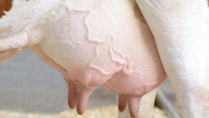 पशुओ में थनैला रोग की पहचान और उपचार