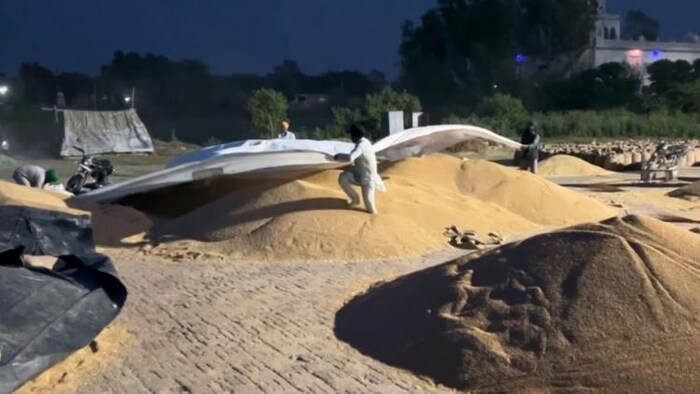 गेहूं का उठान नहींं होने से बारिश होने पर मंडी में रखा गेहूं हो सकता है खराब - (सांकेतिक तस्वीर)- फोटो किसान तक