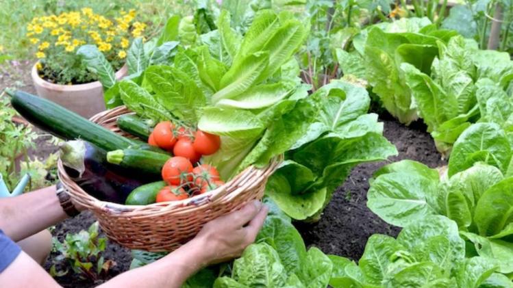 Farming tips: क‍िचन गार्डन के ल‍िए शानदार हैं ये चार पौधे, जानें क्या है खास
