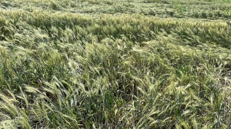 Rain: आफत भरी बारिश! गेहूं की फसल को सबसे अ‍ध‍िक नुकसान, क‍िसान परेशान