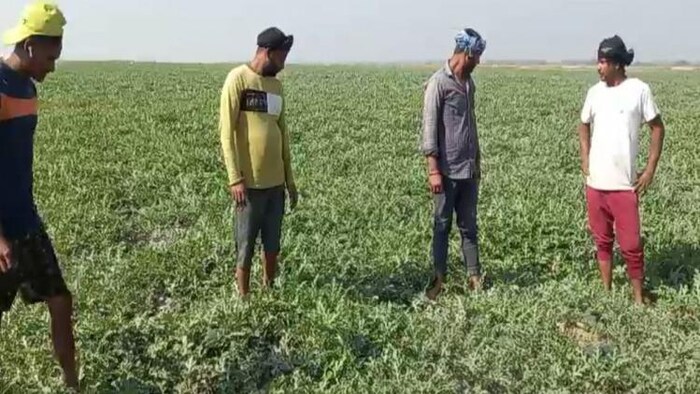 यूपी से आए सैकड़ों किसान परिवार सहरसा में कर रहे हैं तरबूज की खेती