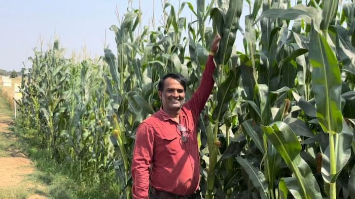 Image किसान तक : कृषि विज्ञान केंद्र रोहतास में रबी सीजन में लगा मक्का की फसल