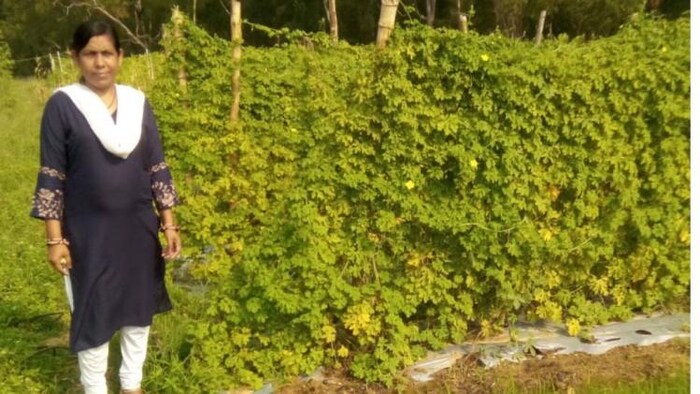 Image क्रेडिट महिला किसान : महिला किसान बिंदु बाला ने 10 डिसमिल जमीन से 10 क्विंटल फ्रेंच बीन्स का उत्पादन किया