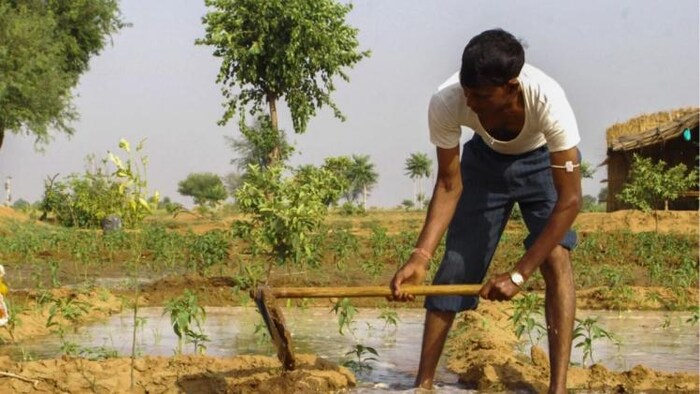 हरियाणा के किसान का कमाल, (सांकेतिक तस्वीर)