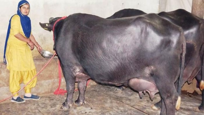 हिसार की मुर्रा नस्ल की भैंस गंगा ने एक दिन में 31 लीटर दूध देने का बनाया रिकॉर्ड