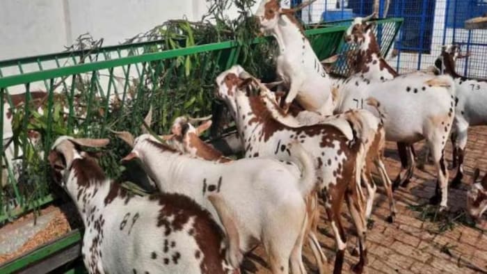 बकरे की मांस के उत्पादन में बंगाल सबसे आगे