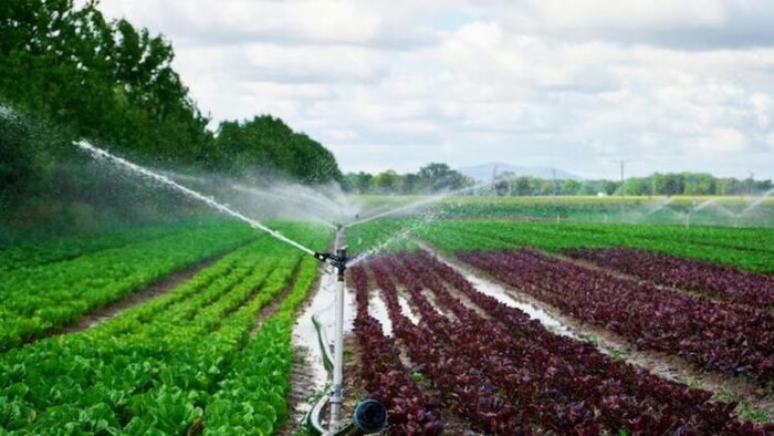 सरकार धान की सीधी बिजाई पर दे रही 4000 रुपये की सब्सिडी, फोटो साभार: freepik