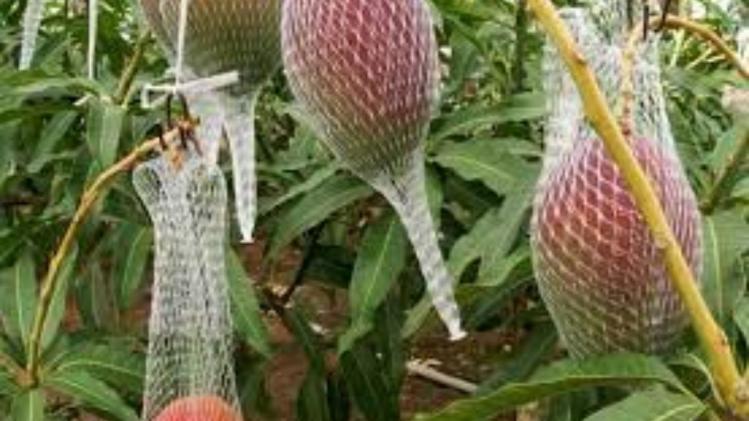 ये है दुनिया का सबसे महंगा आम, (सांकेतिक फोटो)