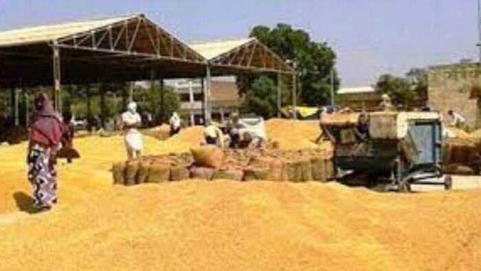 प्रवासी मजदूरों की कमी से पानीपत की मंडियों में गेहूं खरीद प्रभावित, (सांकेतिक तस्वीर)