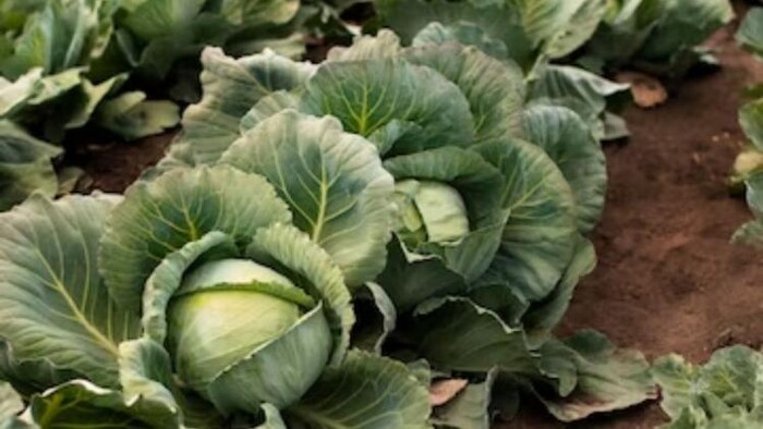 देश में ये 7 राज्य करते हैं सबसे ज्यादा पत्ता गोभी उत्पादन, फोटो साभार: freepik