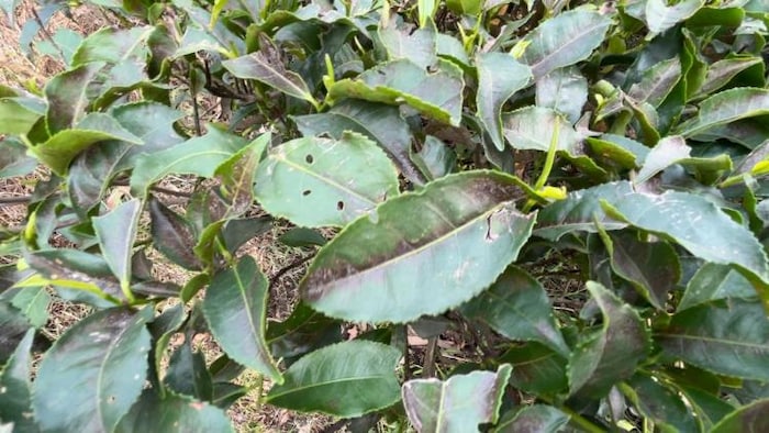 Image 'किसान तक': किशनगंज जिले में चाय की खेती करने वाले किसान बढ़ते तापमान की वजह से काफी चिंतित है