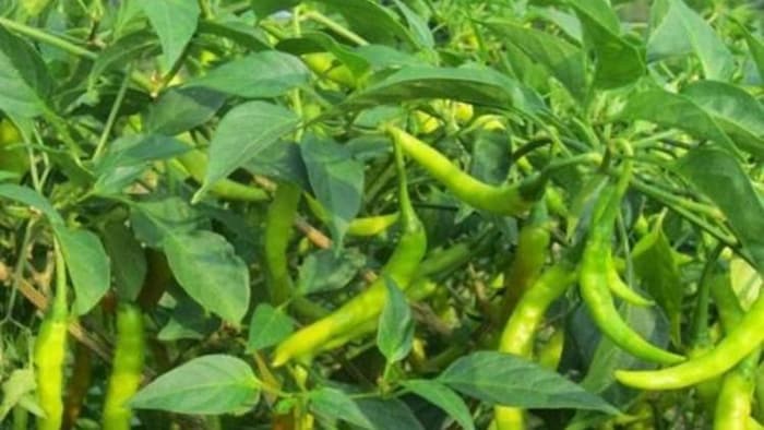 देश में ये 10 राज्य करते हैं सबसे ज्यादा हरी मिर्च का उत्पादन, (सांकेतिक तस्वीर)