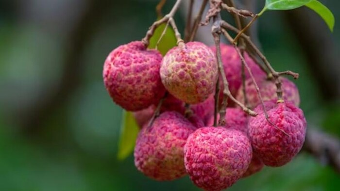 किसान अब सीधे विदेश भेज सकेंगे अपनी लीची, फोटो साभार: freepik