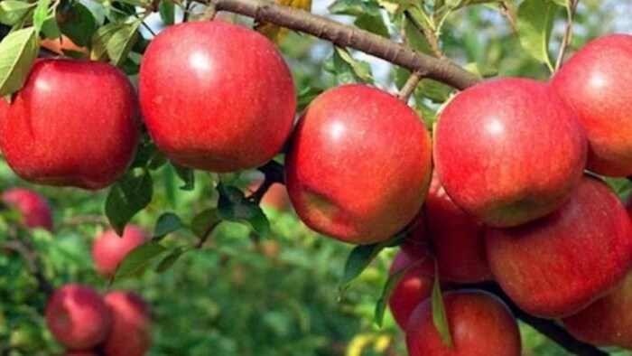 कुल्लू के ऊपरी इलाकों में ओलावृष्टि से सेब, प्लम की फसलों को भारी नुकसान, (सांकेतिक तस्वीर)