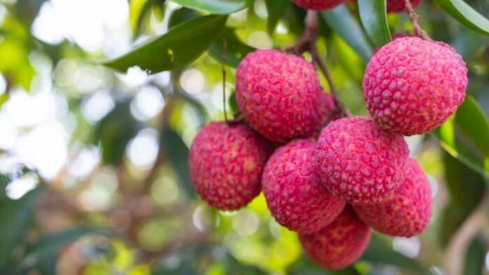 अब बिहार में बढ़ेगा लीची का रकबा, फोटो साभार: freepik