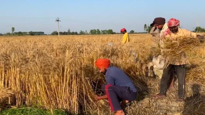पंजाब में संगरूर ने उगाया सबसे अधिक गेहूं