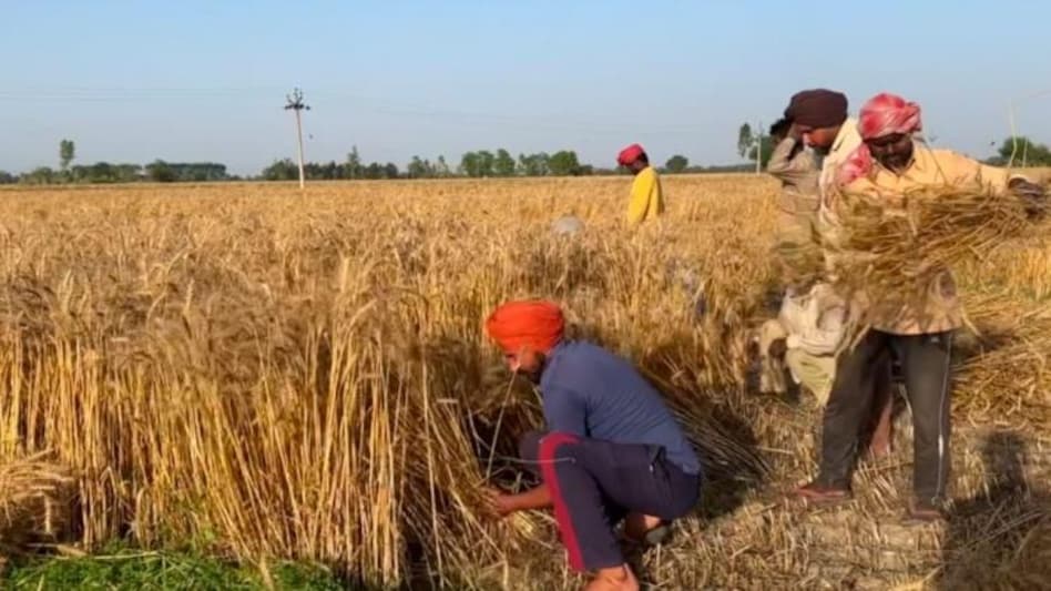 पंजाब में संगरूर के किसानों से हुई गेहूं की सबसे अधिक खरीद, यहीं से विधायक हैं मुख्यमंत्री मान  पंजाब में संगरूर के किसानों से हुई गेहूं की सबसे अधिक खरीद, यहीं से विधायक हैं मुख्यमंत्री मान