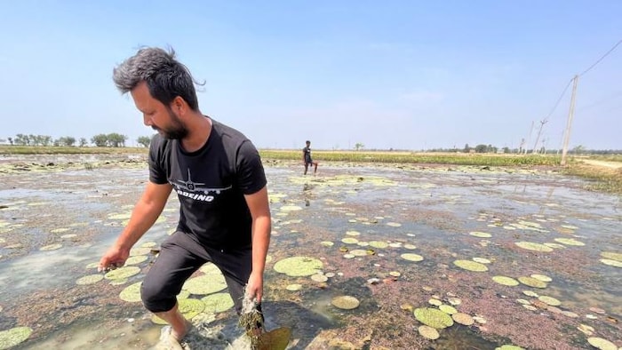 फोटो 'किसान तक' : मखाना की खेती करते हुए किसान