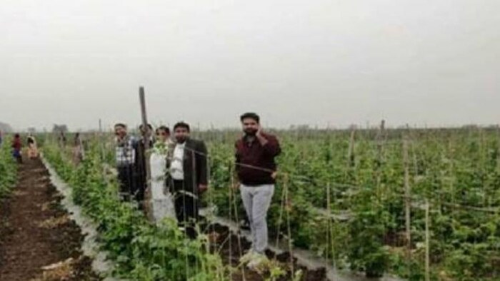 सब्जी की खेती करके किसान कमा रहा बेहतर मुनाफा