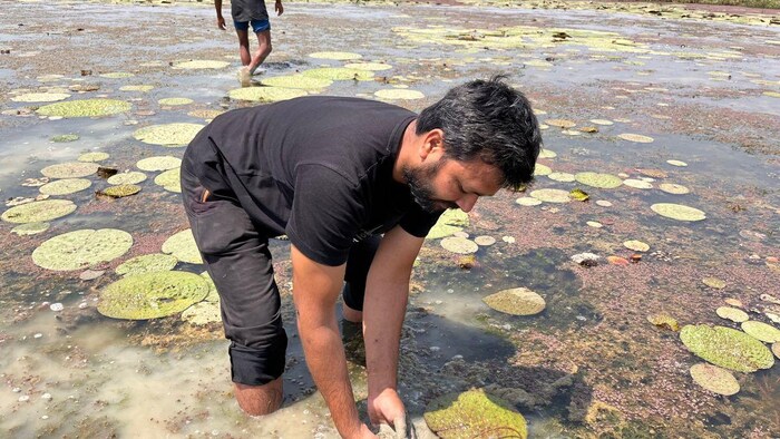 दरभंगा जिला में करीब 5 हजार हेक्टेयर में होती है, मखाना की खेती, फोटो : किसान तक