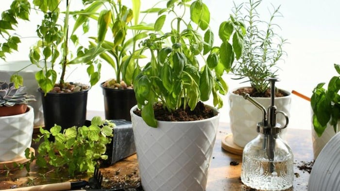 मई के महीने में उगाएं ये सब्जियां, फोटो साभार: freepik