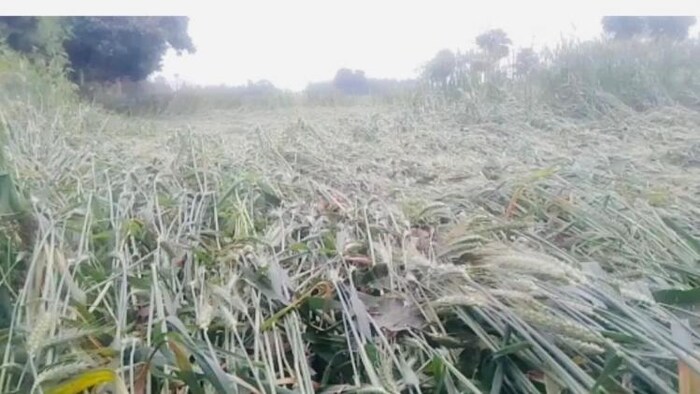 Image क्रेडिट किसान : फसल खराबे पर मुआवजे के लिए 10 अप्रैल से बिहार के किसान करें आवेदन