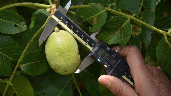 कश्मीर में उगे अखरोट के पेड़ का फोटो- फोटो क्रेडिट-सीआईटीएच