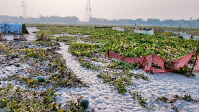 एक साल में 1 फसल की होती है खेती