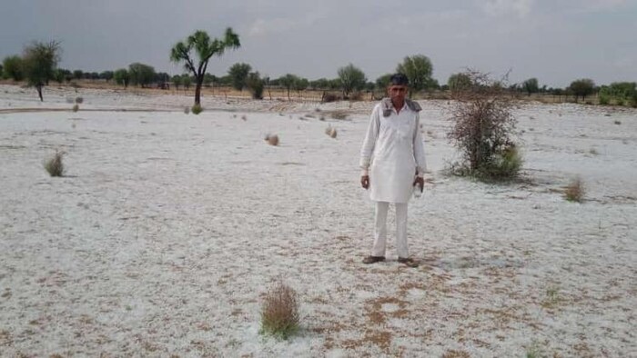 सरकार बारिश से खराब हुए गेहूं को भी खरीद रही है, लेकिन उसकी शर्तों से किसान परेशान. फाइल फोटो- BY Arrangement