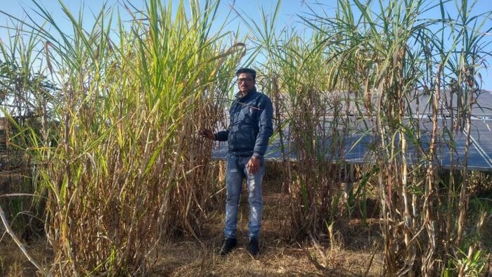 धौलपुर जिले के सरमथुरा में मंजरी संस्थान ने किसानों के लिए नेपियर घास उगाने की ट्रेनिंग दी है. फोटो- Rajesh Sharma