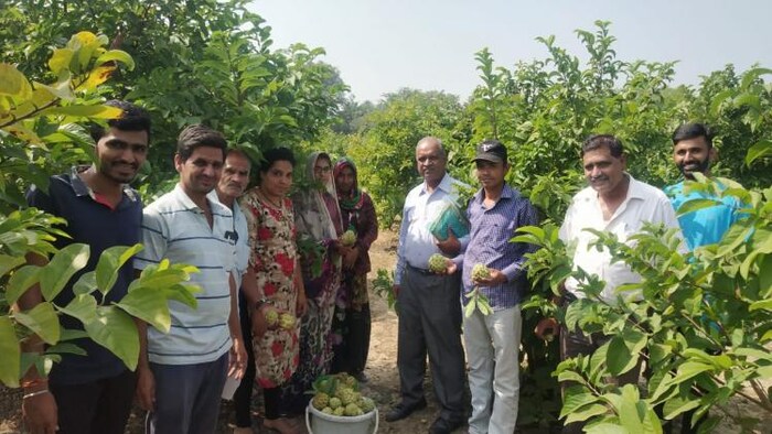 सीताफल की बनती है आइसक्रीम और जैम. फोटो- Raja Ram Sukhwal