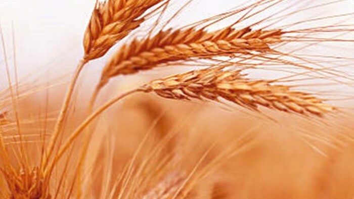 इस साल गेहूं का कितना होगा उत्पादन (Photo-Kisan Tak).