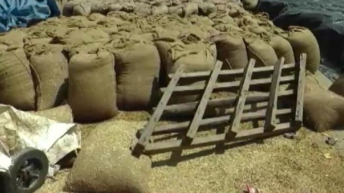 अंबाला की मंडी में भीगा सैंकड़ों क्विंटल गेहूं