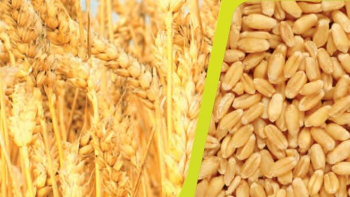 इस समय ओपन मार्केट में कितना है गेहूं का दाम (Photo-Kisan Tak).