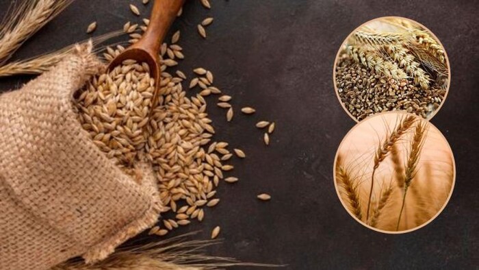 गेहूं की खरीद के लिए गुणवत्ता मानदंडों में दी जाएगी ढील