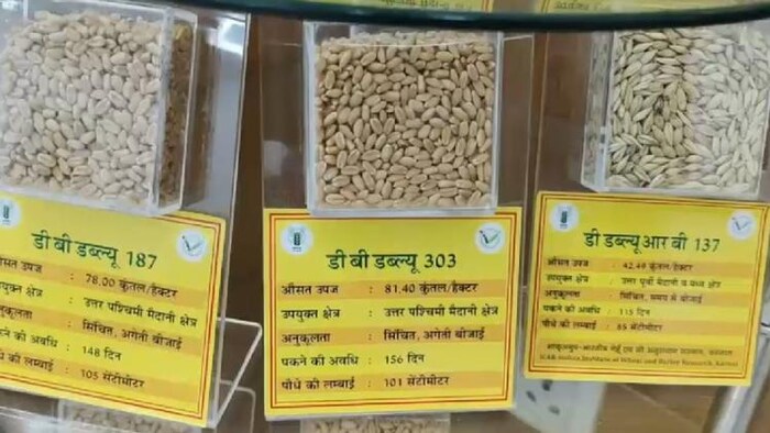 गेहूं की नई वेरायटी ने इस बार बंपर उत्पादन में मदद पहुंचाई है