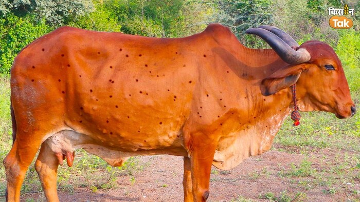 देश के कई राज्यों में लंपी वायरस के मामले फिर सामने आने लगे हैं. फोटो किसान तक