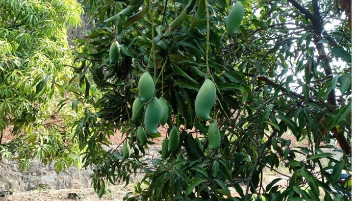 आम के बागों में काम कर रहे हैं नेपाली श्रमिक