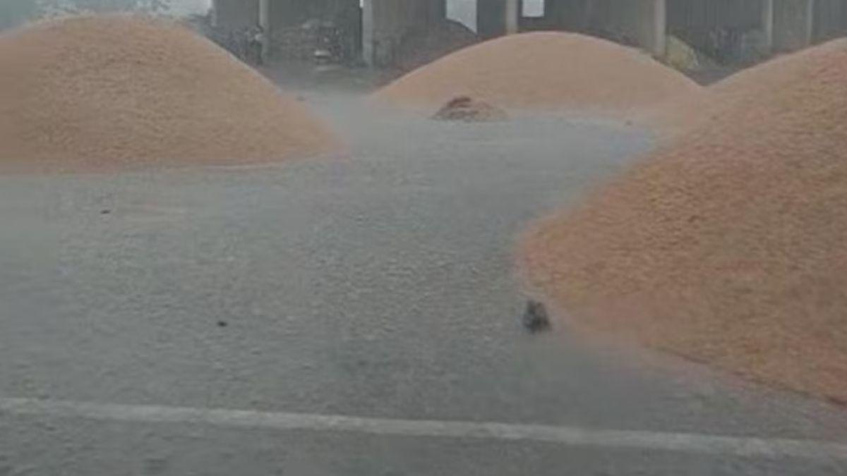 रोहतक अनाज मंडी में भीगा लाखों क्विंटल गेहूं